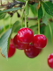 Jardinería y árboles frutales